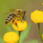 Quick Tips for Hosting a Memorable School Spelling Bee