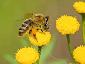 Quick Tips for Hosting a Memorable School Spelling Bee