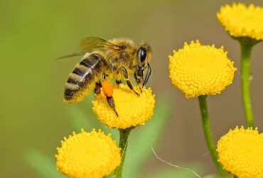 Quick Tips for Hosting a Memorable School Spelling Bee