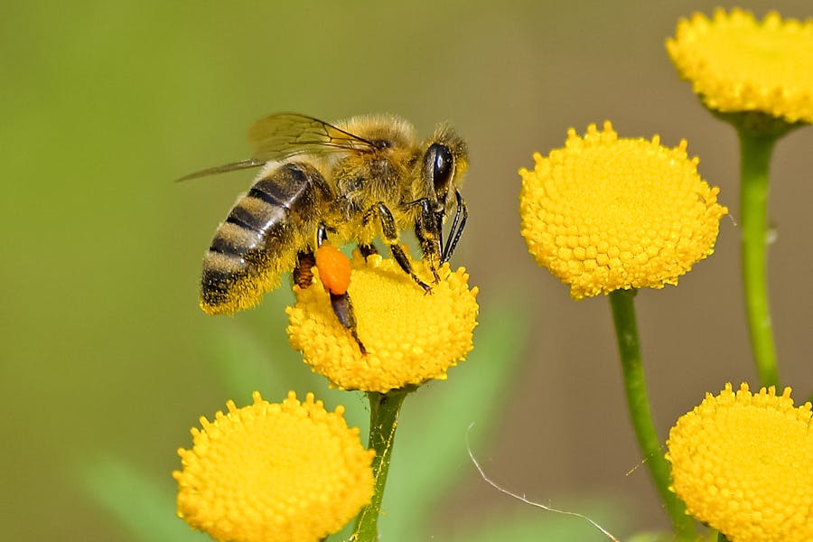 Quick Tips for Hosting a Memorable School Spelling Bee