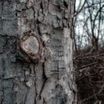 Beneath the Bark
