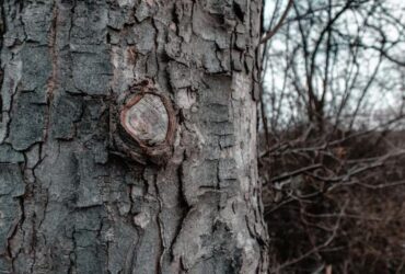 Beneath the Bark