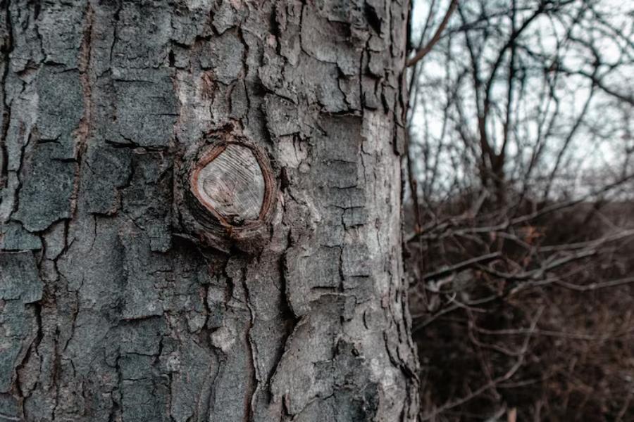 Beneath the Bark